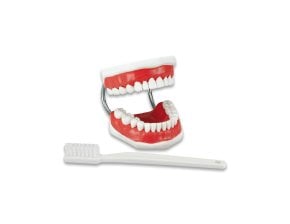 TYPODONT BRUSH-N-FLOSS